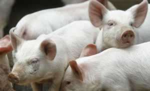 Ринок живця: ціни в Україні продовжують знижуватися