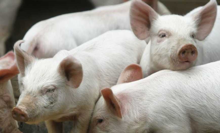 Ринок живця: ціни в Україні продовжують знижуватися