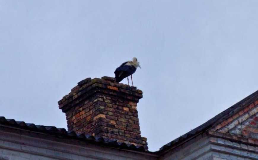 Вперше за 20 років до Чорнобиля повернулись білі лелеки