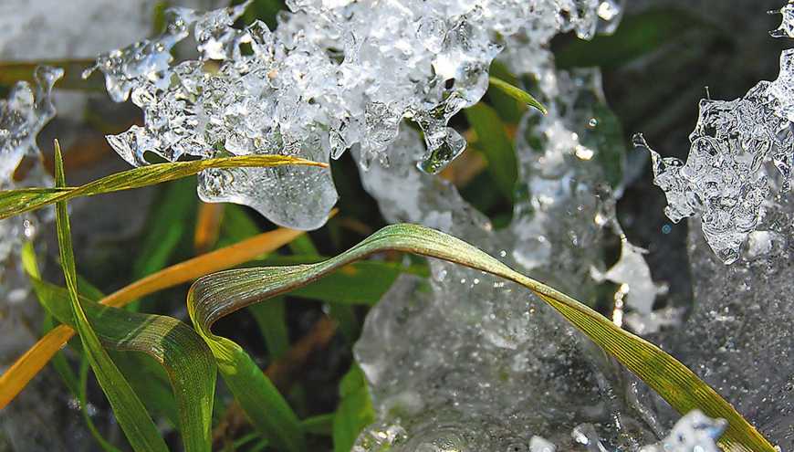 Низькі температури не створили загрози озимим зерновим