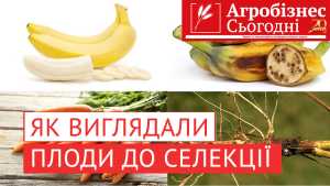 Як виглядали звичні нам овочі та фрукти до селекції (відео)