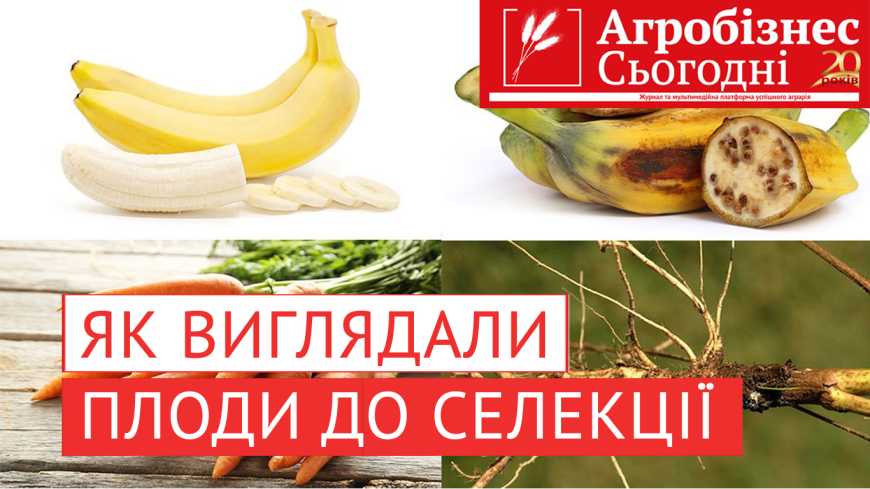 Як виглядали звичні нам овочі та фрукти до селекції (відео)