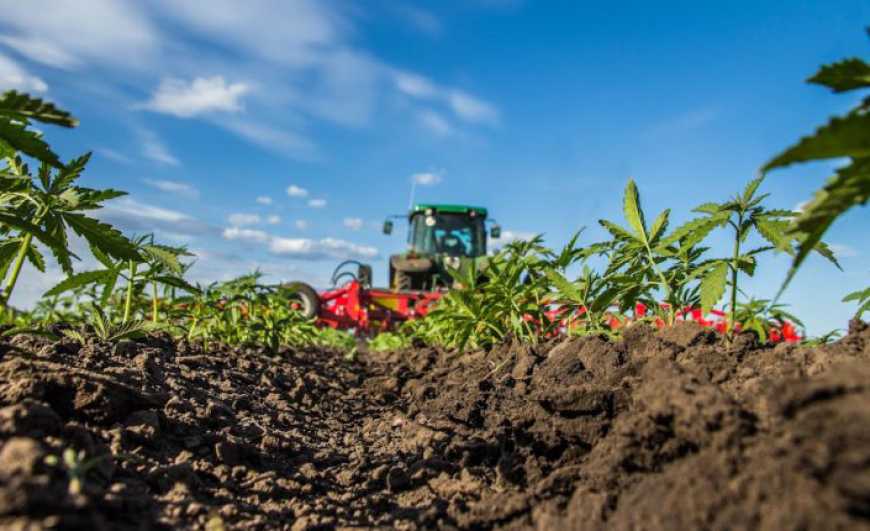 Посівна-2025: аграрії Житомирщини збільшили площі під технічними коноплями
