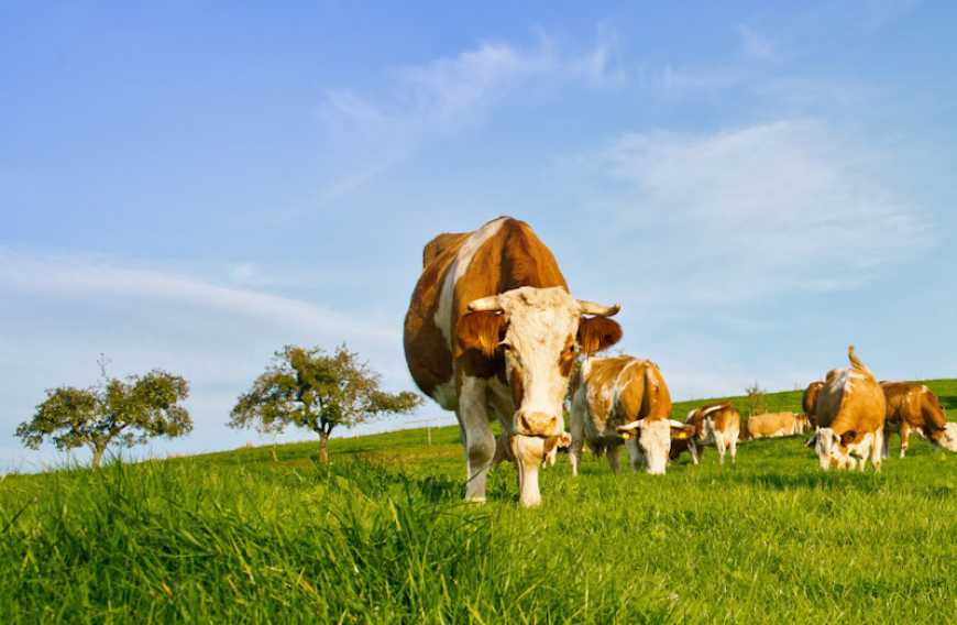 &laquo;Під час запровадження ринку землі важливо підтримати галузь тваринництва&raquo;, &ndash; Роман Лещенко