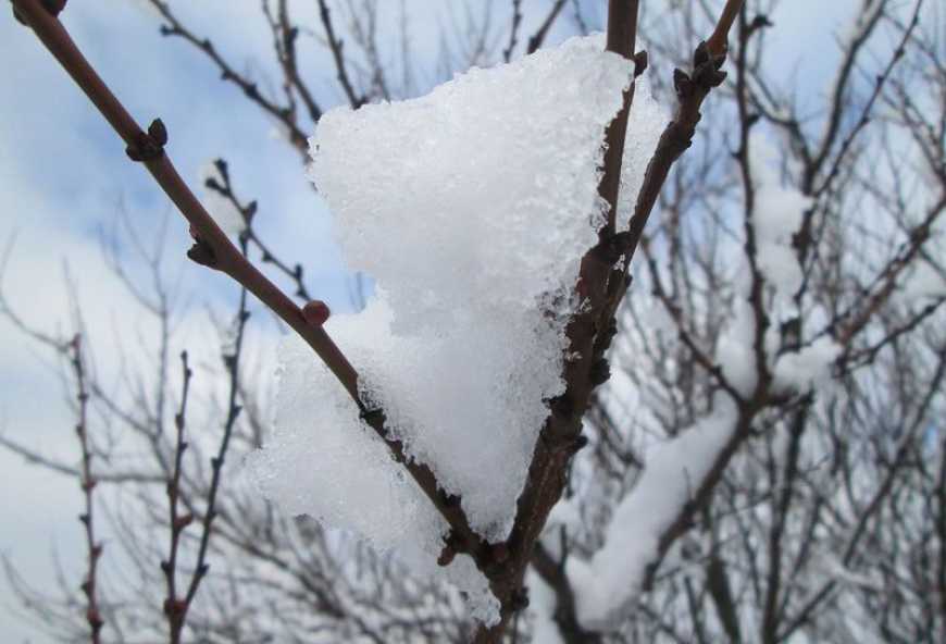 Через цьогорічні морози на Буковині прогнозують втрати врожаю груш та персиків