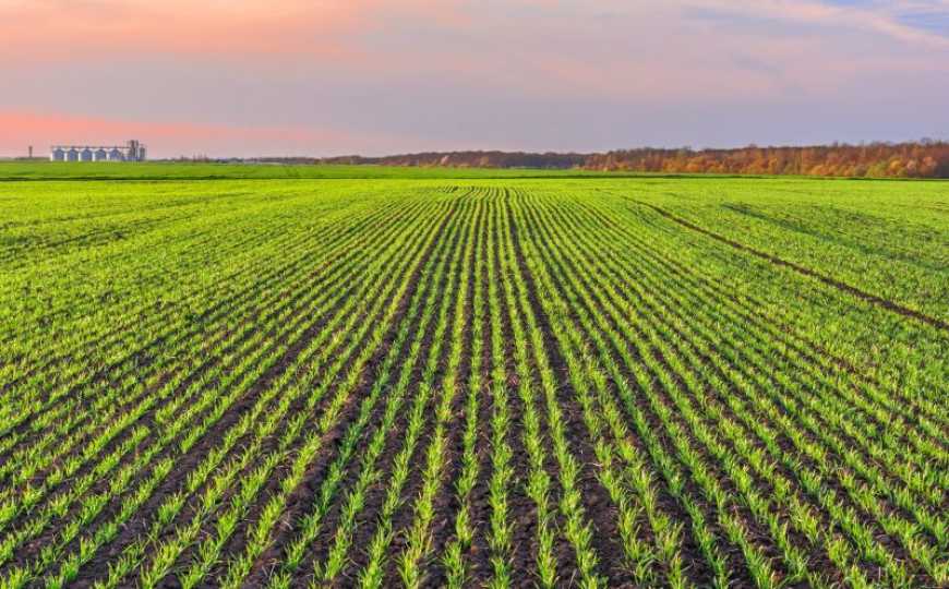 Контроль дводольних бур&rsquo;янів у посівах зернових та гороху