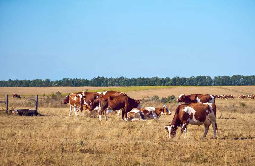 Дійне стадо на випасі в посушливий період. Фото з відкритих джерел
