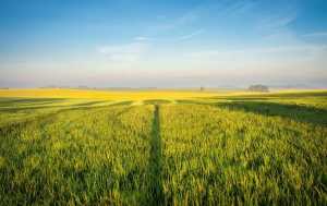 Мораторій на продаж сільгоспземель вступив в силу