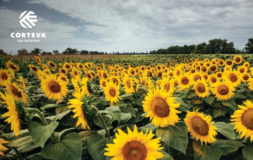 Українські фермери розширюють використання технологій Corteva для підвищення ефективності виробництва