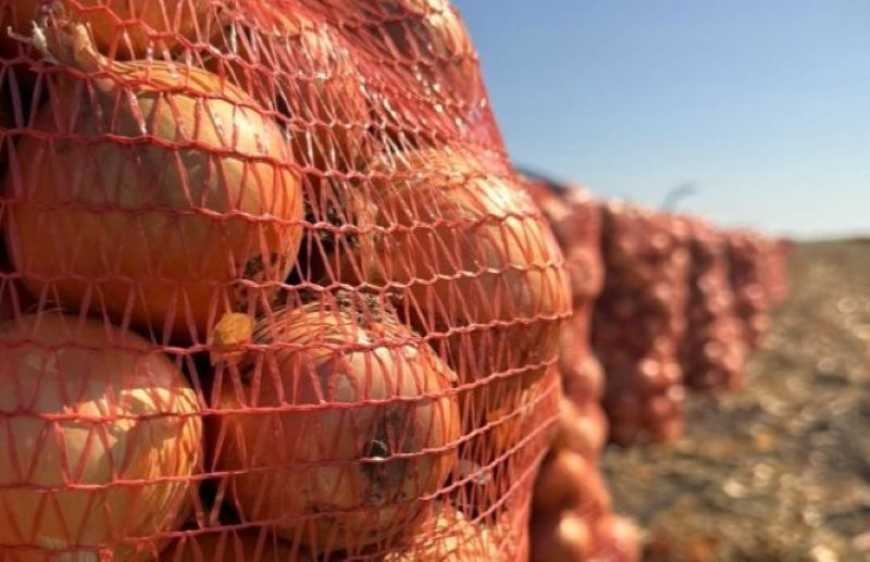 Ціни на цибулю на Хмельниччині впали удвічі