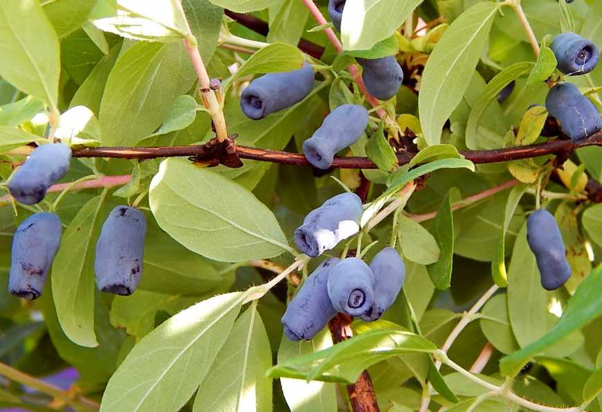 В Україні стартує сезон жимолості