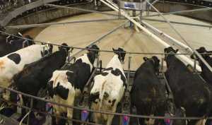 Як організувати якісне доїння корів
