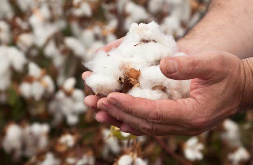 Аграрії трьох областей України отримали дотації за бавовник