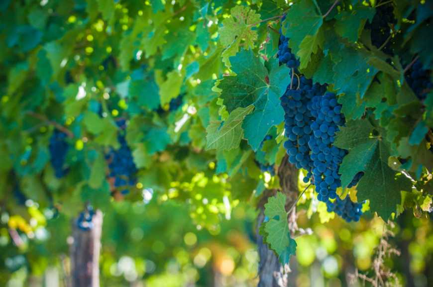 Розвиток і перспективи виноградарства