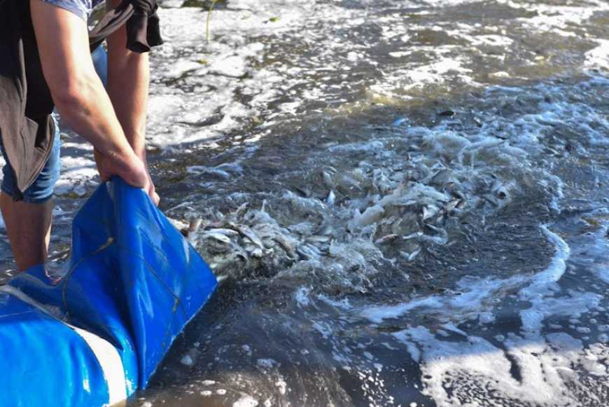 На Київщині й Кіровоградщині у водосховища випустили 18 тонн молоді риб