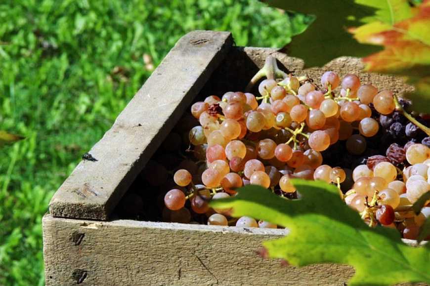 На Херсонщині почали будівництво сучасного фруктосховища для винограду, черешень і персиків