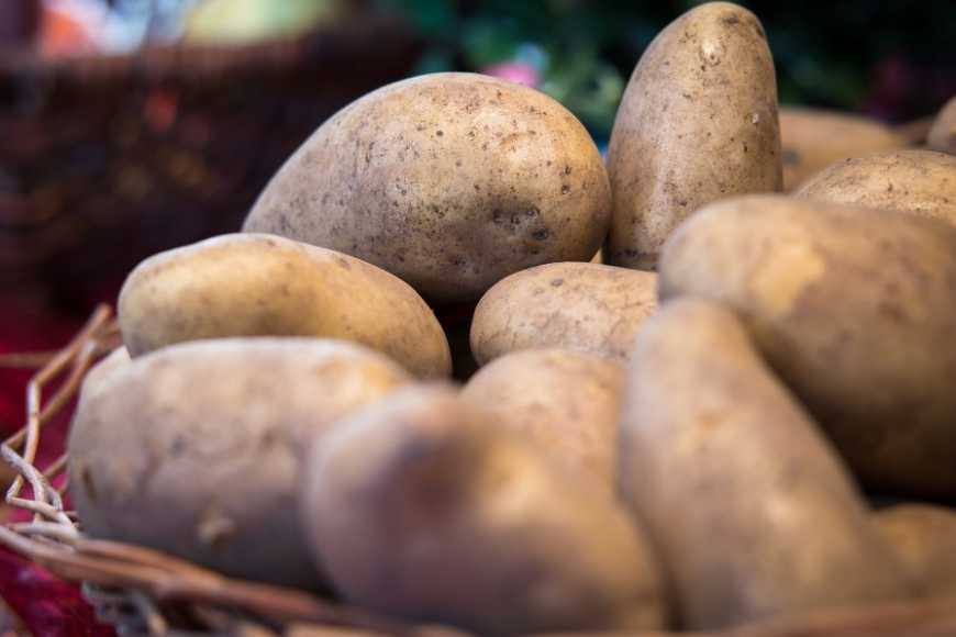 Зберігання картоплі в осінньо-зимовий період