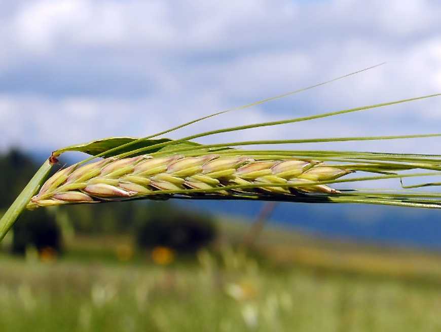 Світові ціни на ячмінь «обігнали» пшеницю