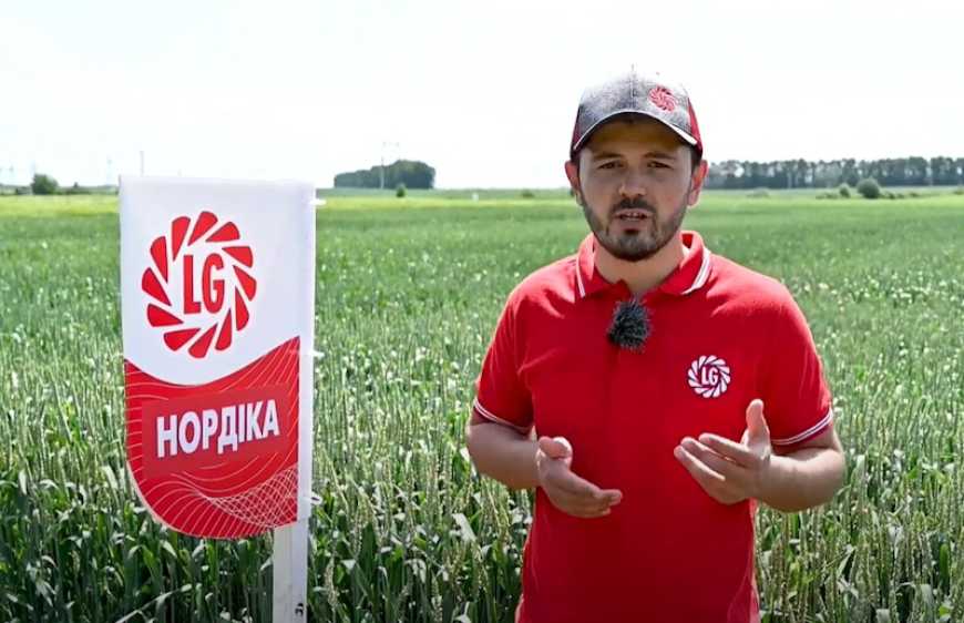 Нордіка: новий стандарт зимостійкості озимої пшениці європейської селекції