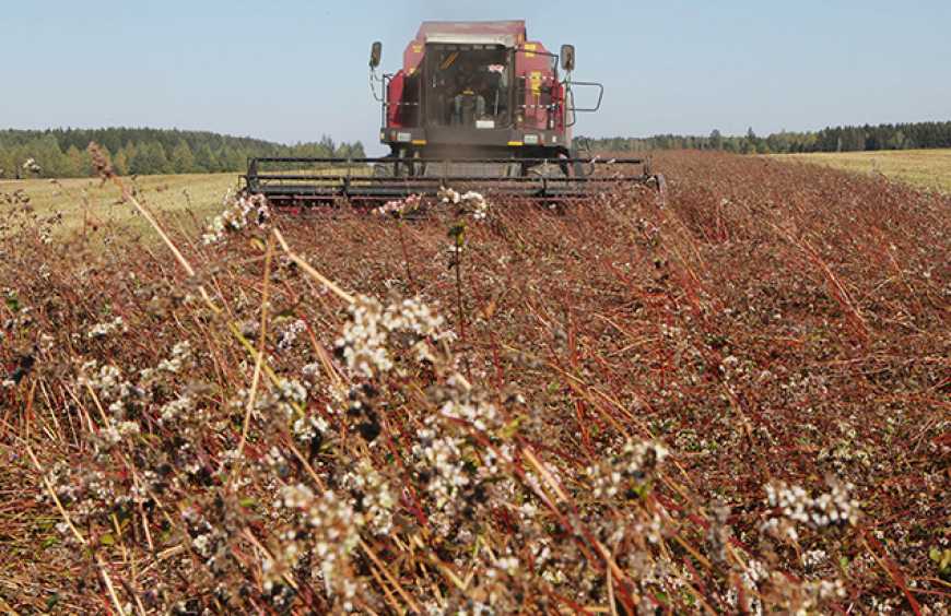 Цьогоріч на Волині очікують зібрати 3,3 тис. тонн гречки