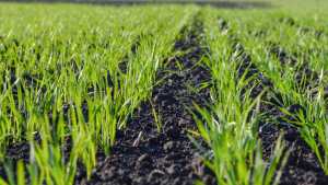 Гербіцидний захист озимої пшениці