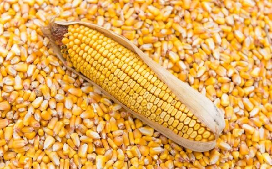 Ринок кукурудзи: ціни в Україні відновили зростання