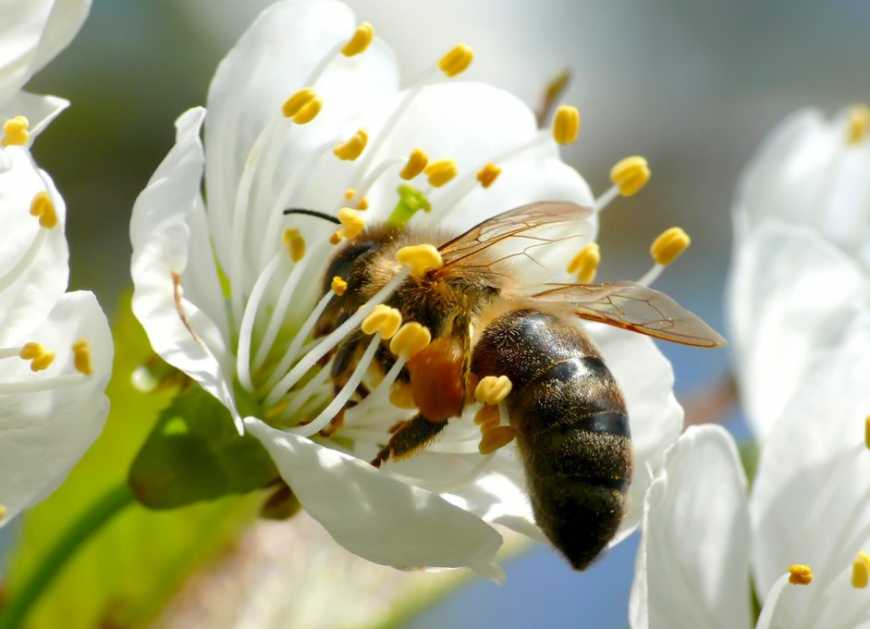 Послуги із запилення садів і ягідників: нові можливості для бджолярів та аграріїв
