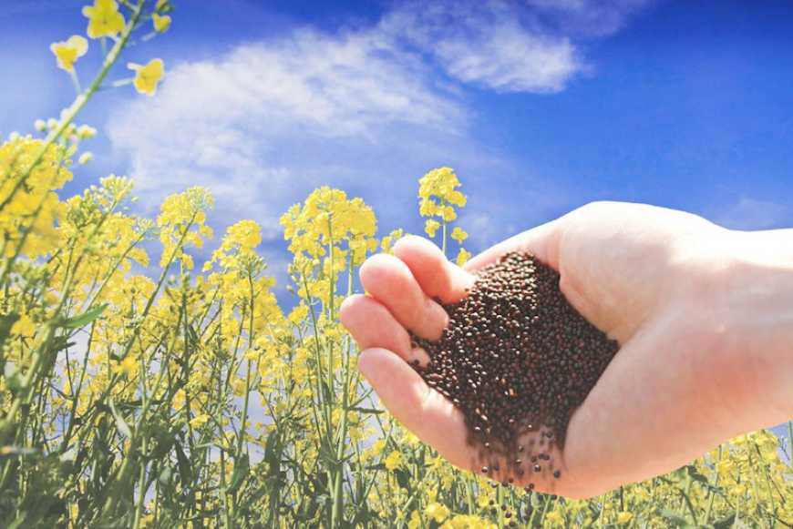 Ринок ріпаку: закупівельні ціни в Україні зростають на тлі нарощування обсягів морського експорту