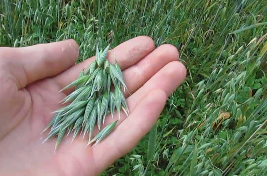 Український ринок вівса: скорочення виробництва, експортний прорив і нові ризики сезону