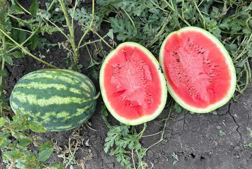 На Миколаївщині збирають урожай кавунів