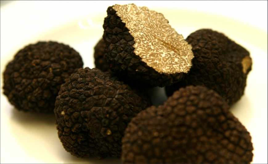Європейці бачать перспективу вирощування трюфелів в Україні