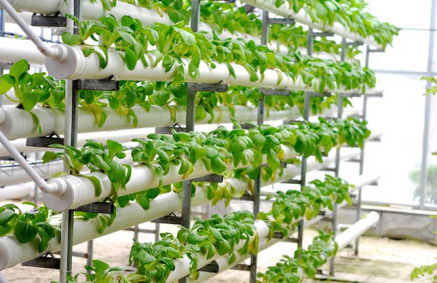 Вертикальне фермерство: сіті-фермери України об&rsquo;єднались в Асоціацію