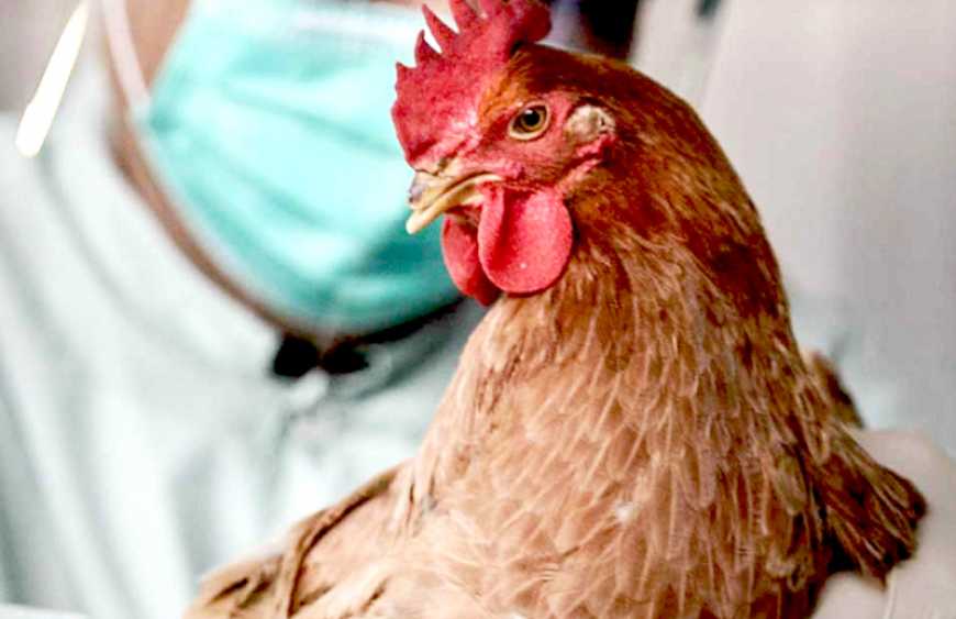 Пташиний грип: спалах на Миколаївщині