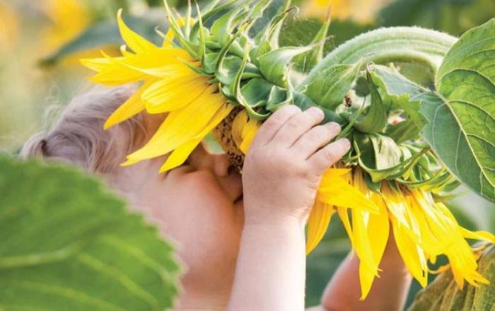 Фермери стримують продаж соняшника і сої в очікування зростання цін