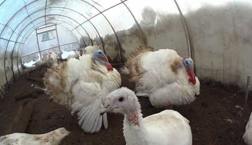 В Україні знову вигідно вирощувати індиків