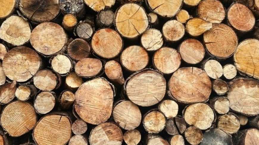 За зберігання дров українці можуть загриміти за ґрати: що відомо про новий законопроєкт