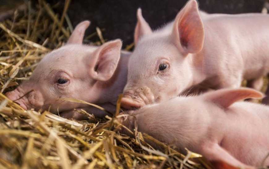 На свинокомплексі KSG Agro реалізується програма зниження вартості відгодівлі