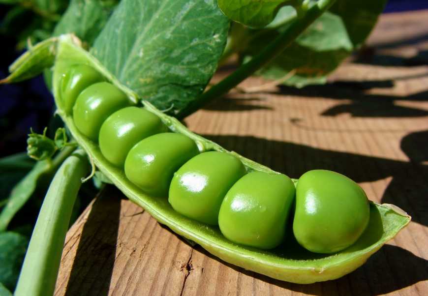 Україна збільшила експорт гороху на 80%