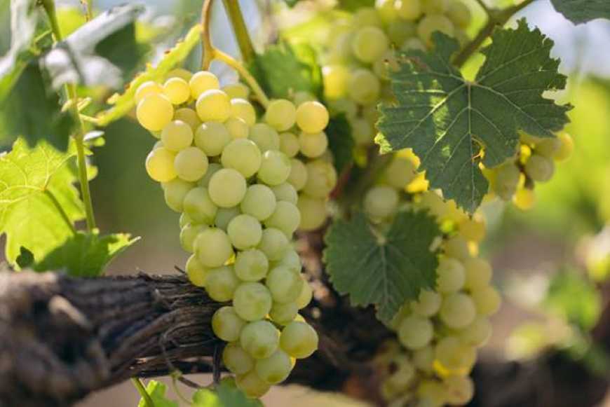 Малі винороби Одещини можуть отримати гранти на розвиток бізнесу від ФАО та уряду Італії