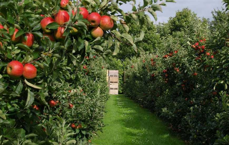 В Україні планують створити експортну кооперативну платформу для садівників