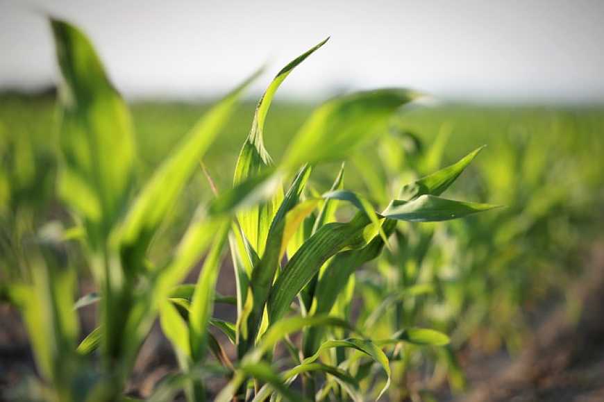 «еРослинництво»: Мінагрополітики запускає новий сервіс