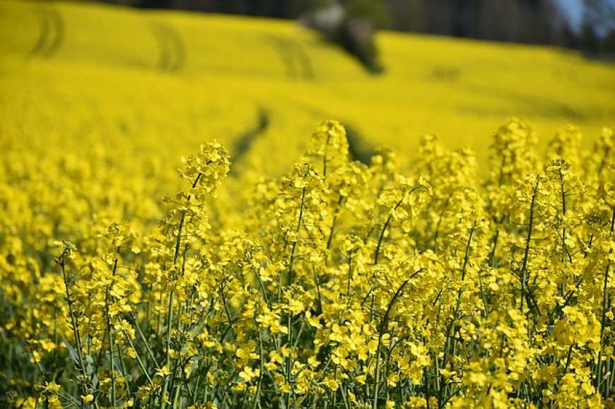 Україна має всі шанси збільшити цьогоріч експорт ріпаку – експертка