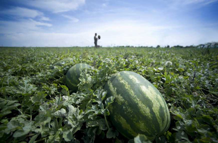 На Волині фермер вирощує 25 сортів кавунів