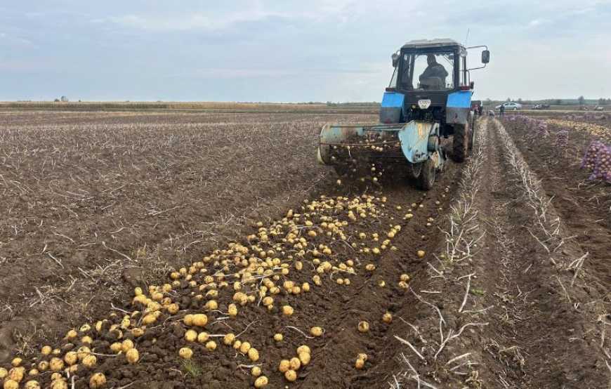 На Рівненщині господарство у 14 разів збільшило площі під картоплею