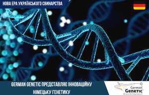 Нова ера українського свинарства: German Genetic представляє інноваційну німецьку генетику