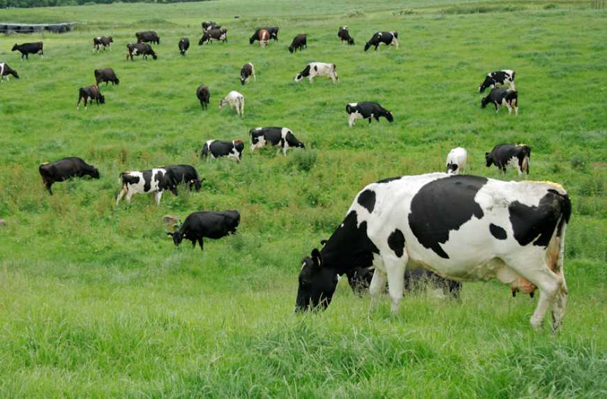 Безстресове поводження з коровами