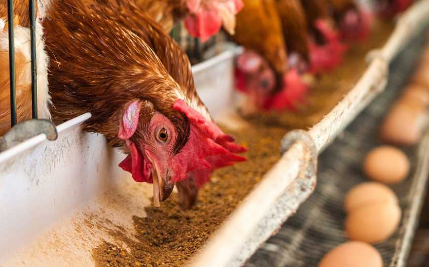 На Одещині відкрили міні-завод iз виробництва комбікормів