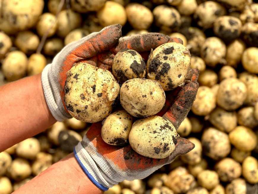 Ціни на картоплю в Україні за тиждень знизилися на 27%