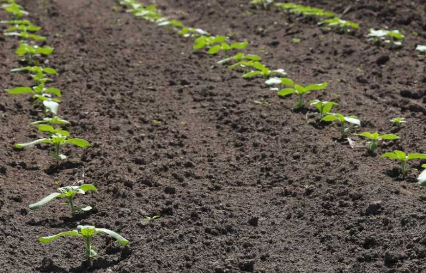 Базовий гербіцидний захист як передумова врожайності