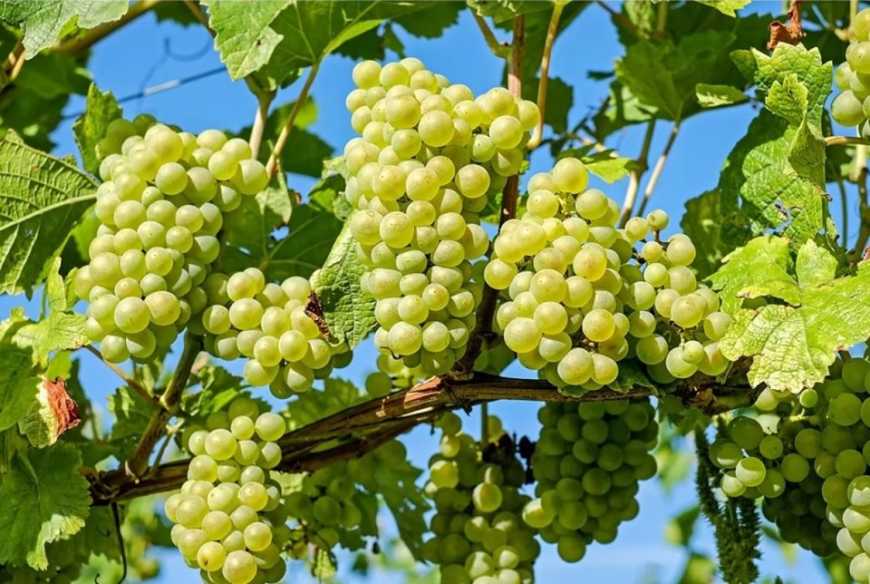Українці масово викорчовують виноградники
